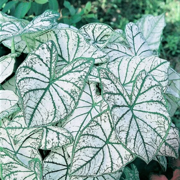 Caladium BULB 'White Christmas' Size#2(3 bulbs) - Picture 1 of 2